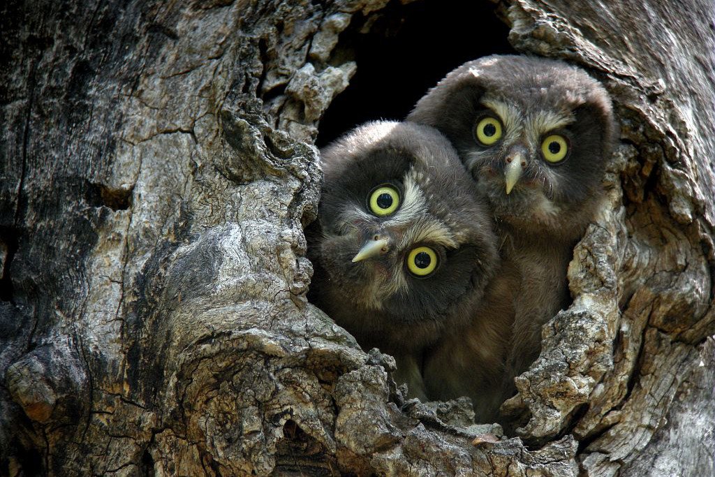 Young Tengmalm owls